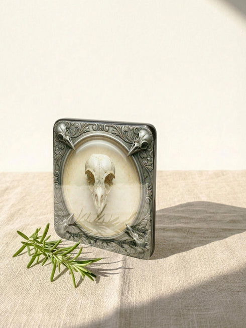 A set of four square 4x4 inch coasters by Grimoire and Goblet. Each features a unique avian skull specimen: a hooked raptor, a slender insectivore, a straight-billed corvid, and a scavenger. Designs are framed by silver faux-texture scrollwork on aged parchment. The coasters have a reflective high-gloss finish and tan cork backing. A perfect companion for a gothic goblet or grimoire study.