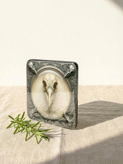A set of four square 4x4 inch coasters by Grimoire and Goblet. Each features a unique avian skull specimen: a hooked raptor, a slender insectivore, a straight-billed corvid, and a scavenger. Designs are framed by silver faux-texture scrollwork on aged parchment. The coasters have a reflective high-gloss finish and tan cork backing. A perfect companion for a gothic goblet or grimoire study.