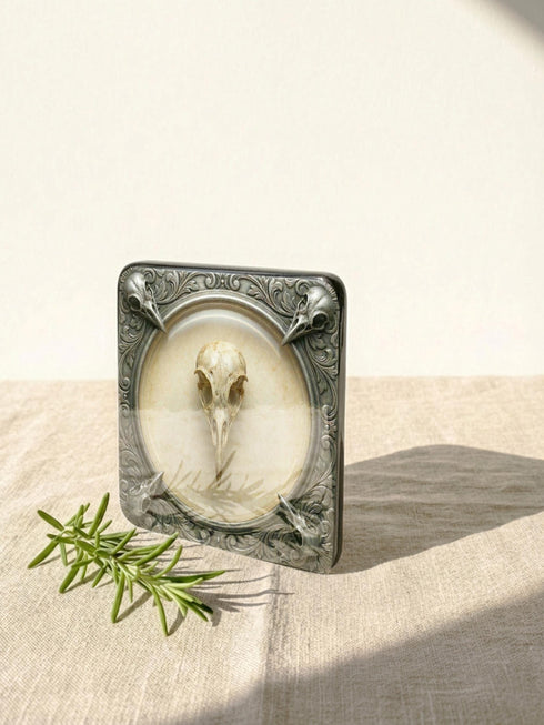 A set of four square 4x4 inch coasters by Grimoire and Goblet. Each features a unique avian skull specimen: a hooked raptor, a slender insectivore, a straight-billed corvid, and a scavenger. Designs are framed by silver faux-texture scrollwork on aged parchment. The coasters have a reflective high-gloss finish and tan cork backing. A perfect companion for a gothic goblet or grimoire study.